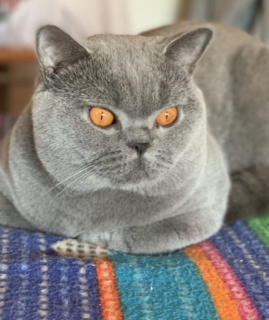 Foto del gatto maschio Zigan King della Cattery Muffin The Cat, allevamento di gatti British Shorthair di Donatella Milina