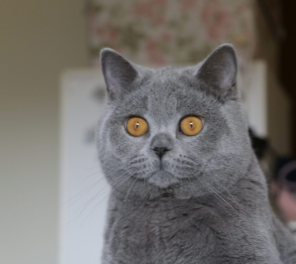 Foto del gatto maschio Azan della Cattery Muffin The Cat, allevamento di gatti British Shorthair di Donatella Milina