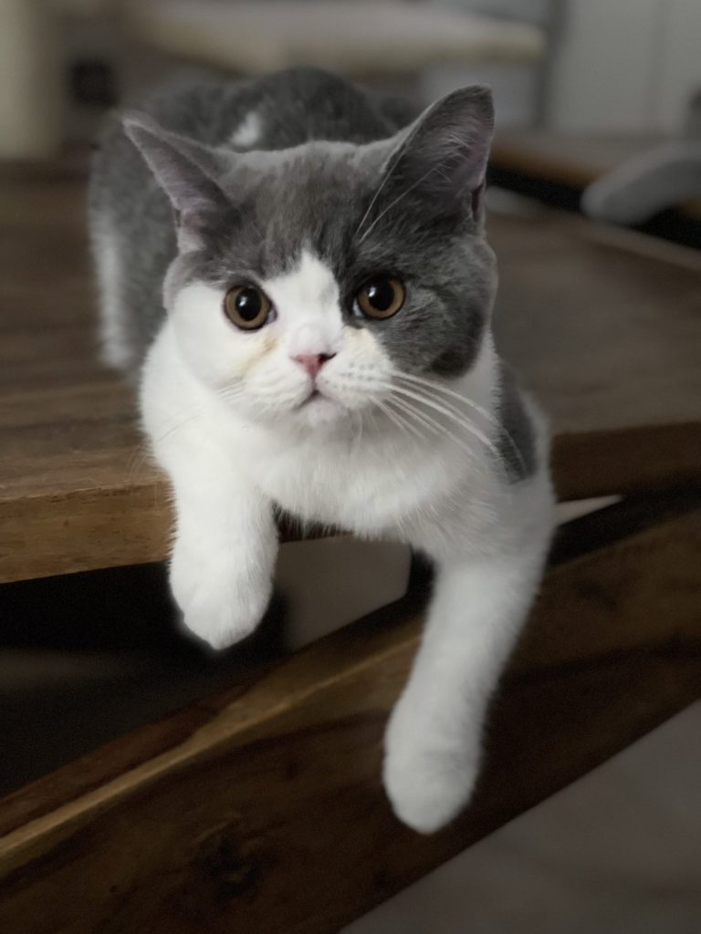 Foto del gatto maschio Kevin Junger della Cattery Muffin The Cat, allevamento di gatti British Shorthair di Donatella Milina