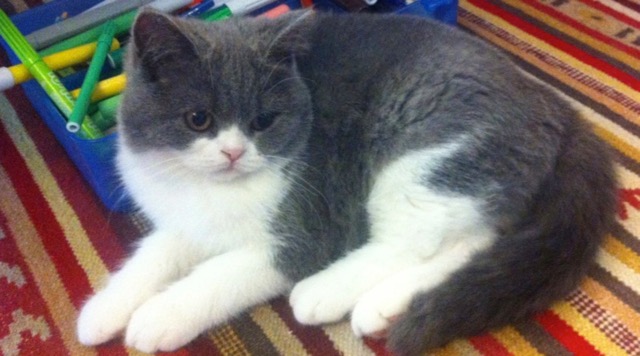 Foto del cucciolo della Cattery Muffin The Cat, allevamento di gatti British Shorthair di Donatella Milina