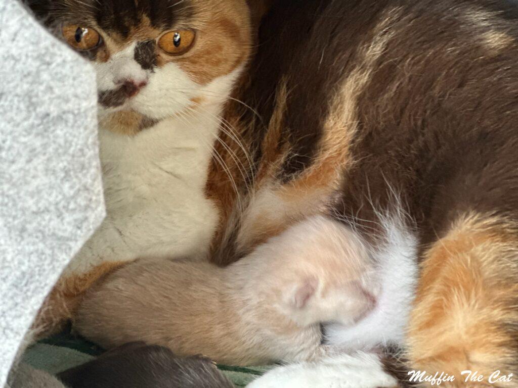 Foto del cucciolo maschio della Cattery Muffin The Cat, allevamento di gatti British Shorthair di Donatella Milina